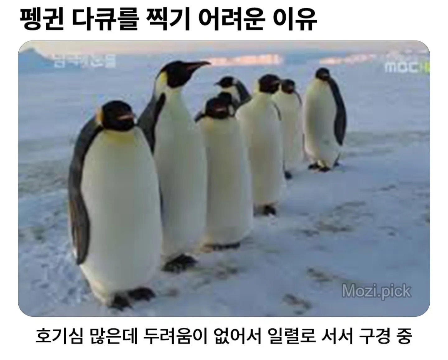 펭귄 다큐를 찍기 어려운 이유 | 인스티즈