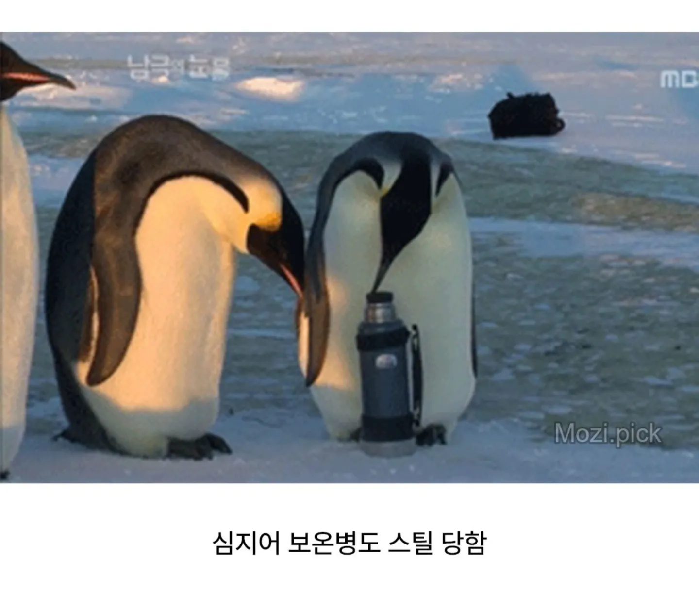 펭귄 다큐를 찍기 어려운 이유 | 인스티즈