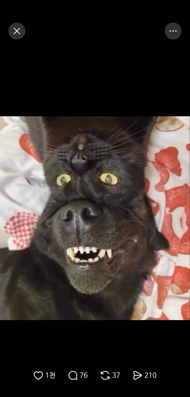 [잡담] 얘네 착시 오지네ㅋㅋㄱ | 인스티즈