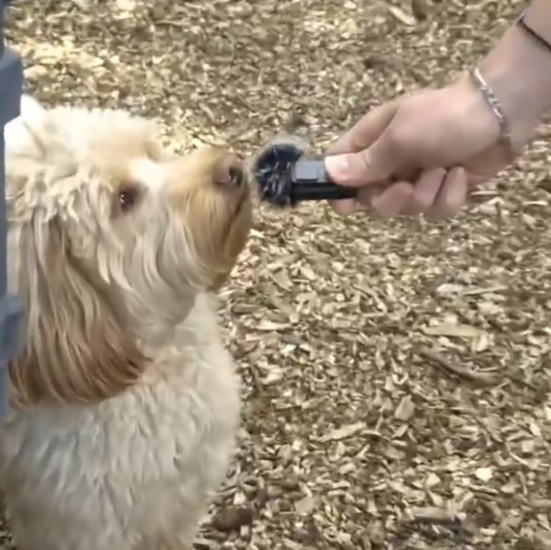 [잡담] 강쥐한테 인터뷰 요청함🐶ㅋㅋㅋㅋㅋㅋㅋ 정원에서 가장 마음에 드는 게 뭐죠?🎤 | 인스티즈