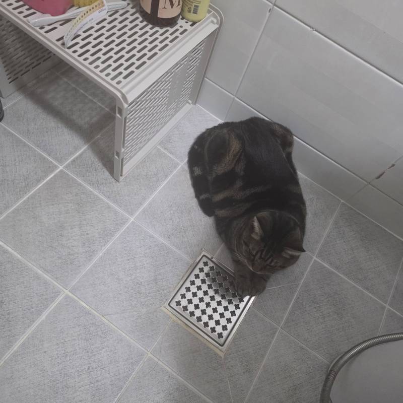 [잡담] 절루가잇.. 🐱 | 인스티즈
