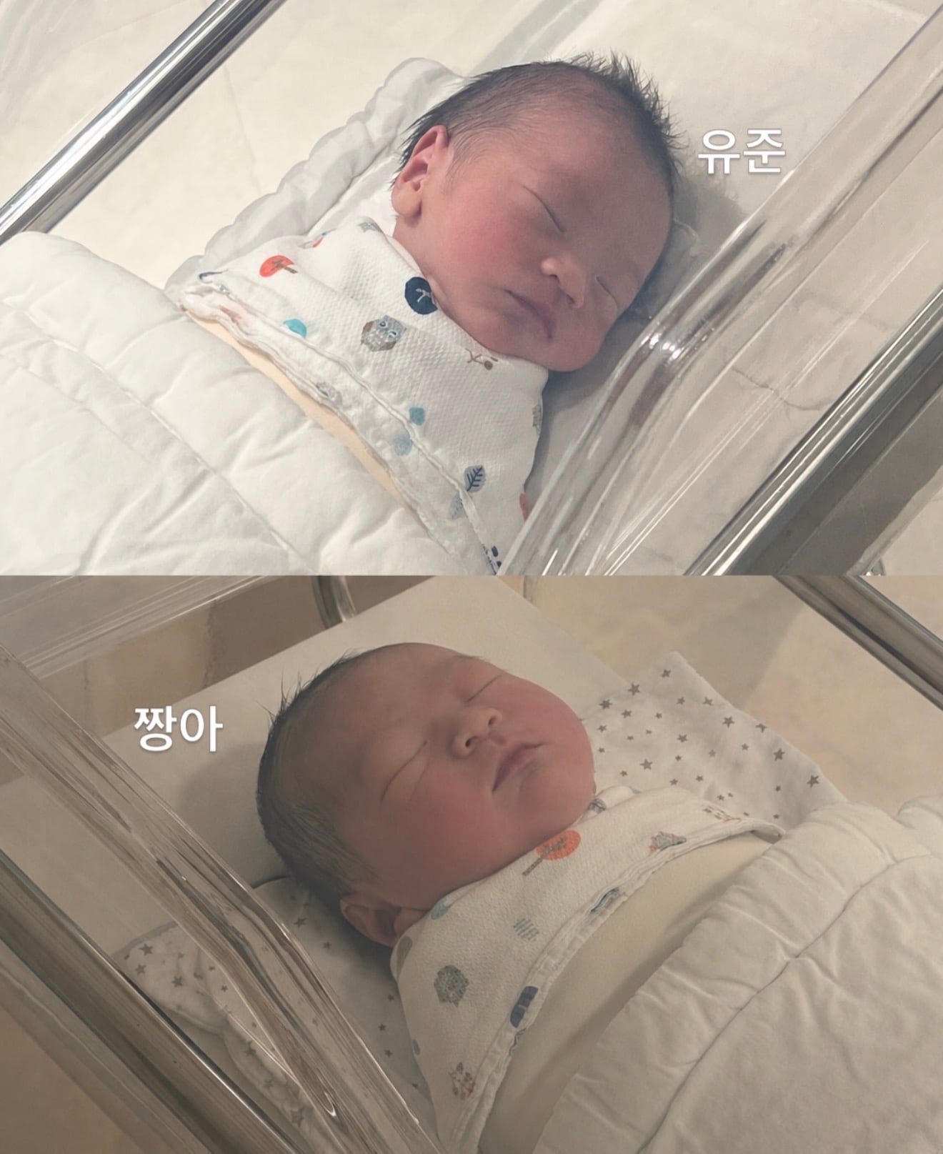 [잡담] 헐 짱아 태어났네!! | 인스티즈