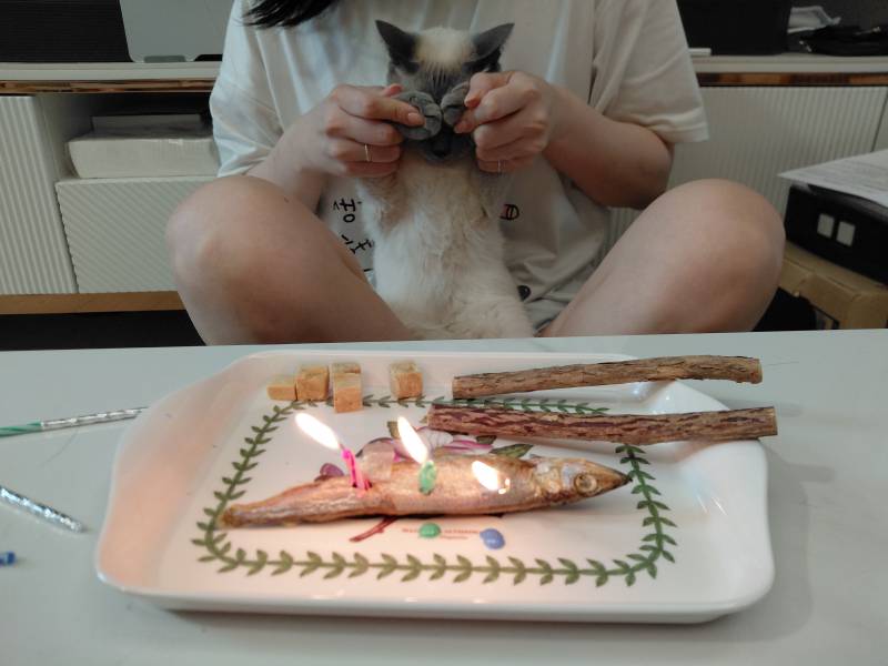 [잡담] 오늘 고양이 생파함 ㅋㅋ | 인스티즈
