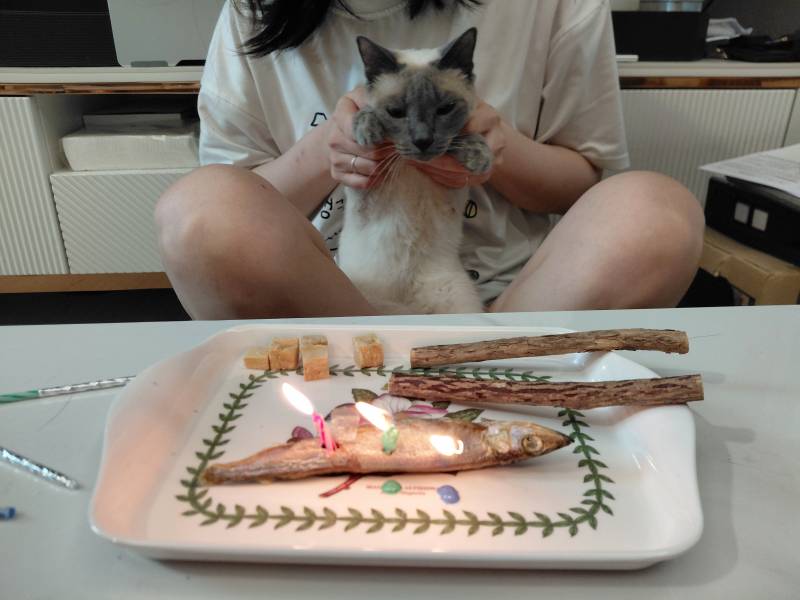 [잡담] 오늘 고양이 생파함 ㅋㅋ | 인스티즈