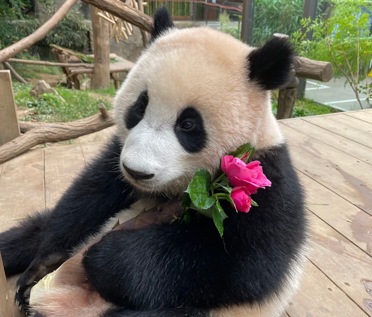 [잡담] 오늘 푸바오의 여섯 번째 생일💚 | 인스티즈