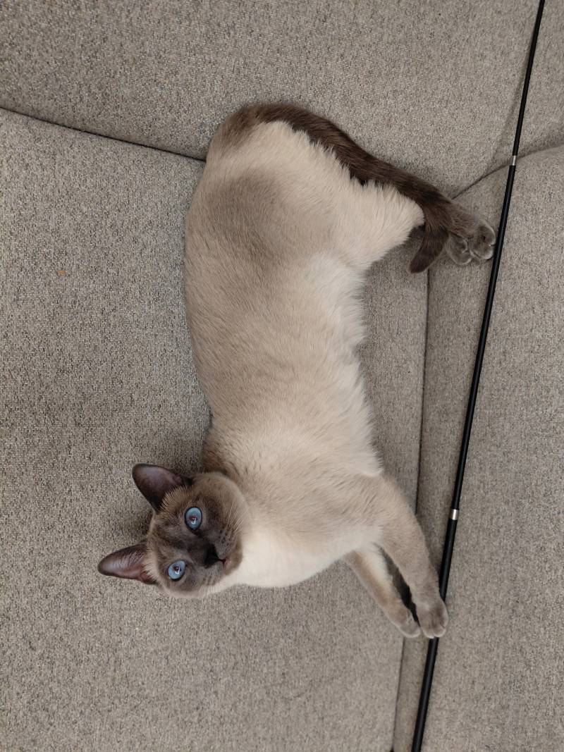 [잡담] 오늘 고양이 생파함 ㅋㅋ | 인스티즈