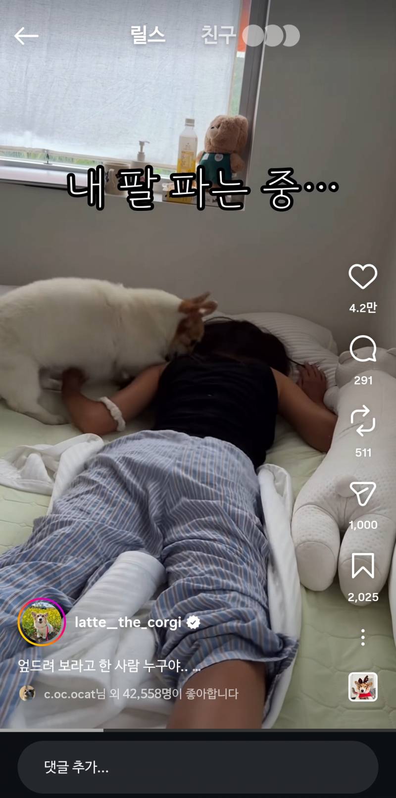 [잡담] 웰시코기가 왜케 하얀색밖에 업ㄴ지ㅋㅋ | 인스티즈