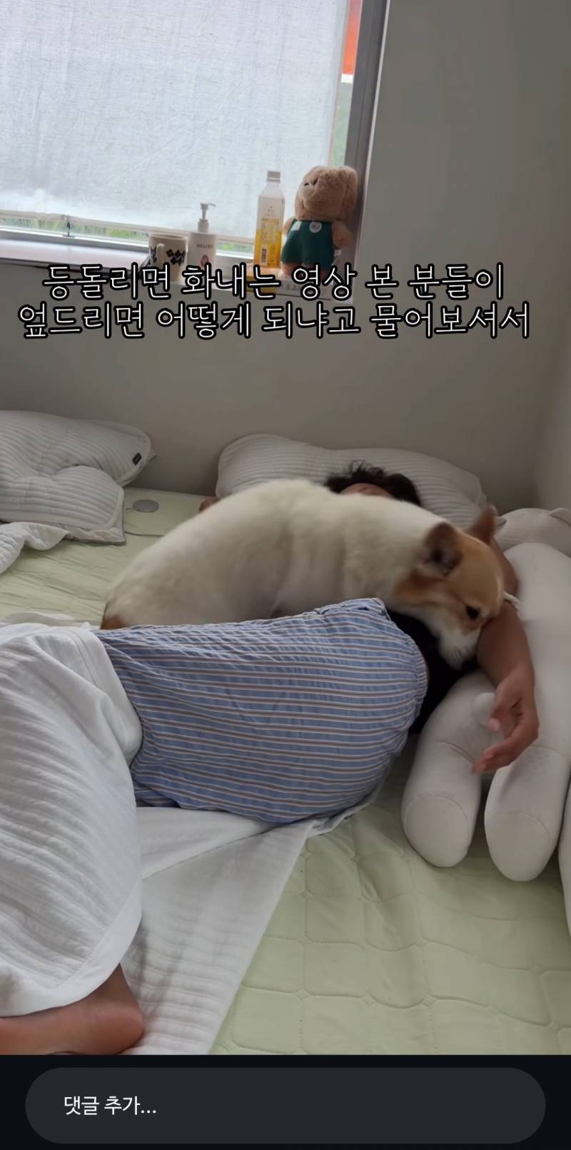 [잡담] 웰시코기가 왜케 하얀색밖에 업ㄴ지ㅋㅋ | 인스티즈