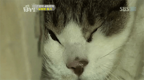 [잡담] 우는 고양이 안아주고싶다ㅠㅠㅠ | 인스티즈