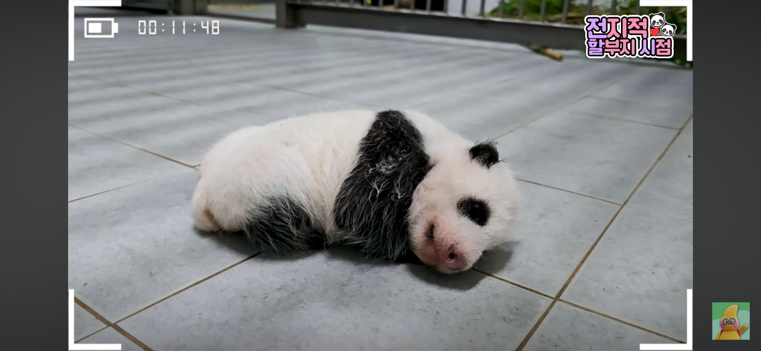 [잡담] 와 넷째바오 판다 다됐네 | 인스티즈