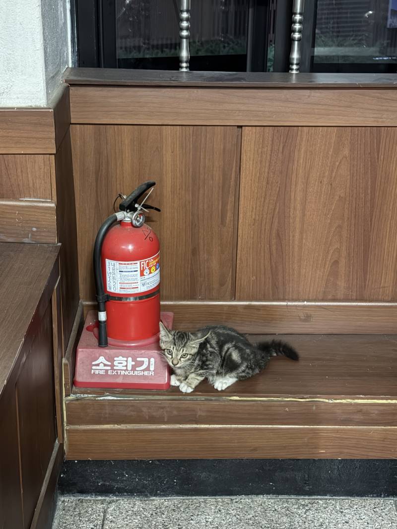 [잡담] 이 고양이 몇 살 같애? | 인스티즈