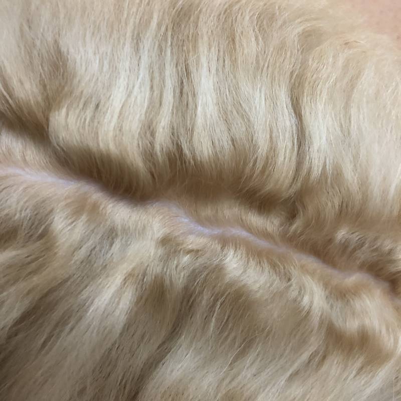 [잡담] 우리집 강아지 아기시절 | 인스티즈