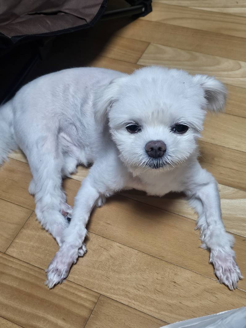 [잡담] 우리쮭 강아지는 되게되게 졸려요 | 인스티즈