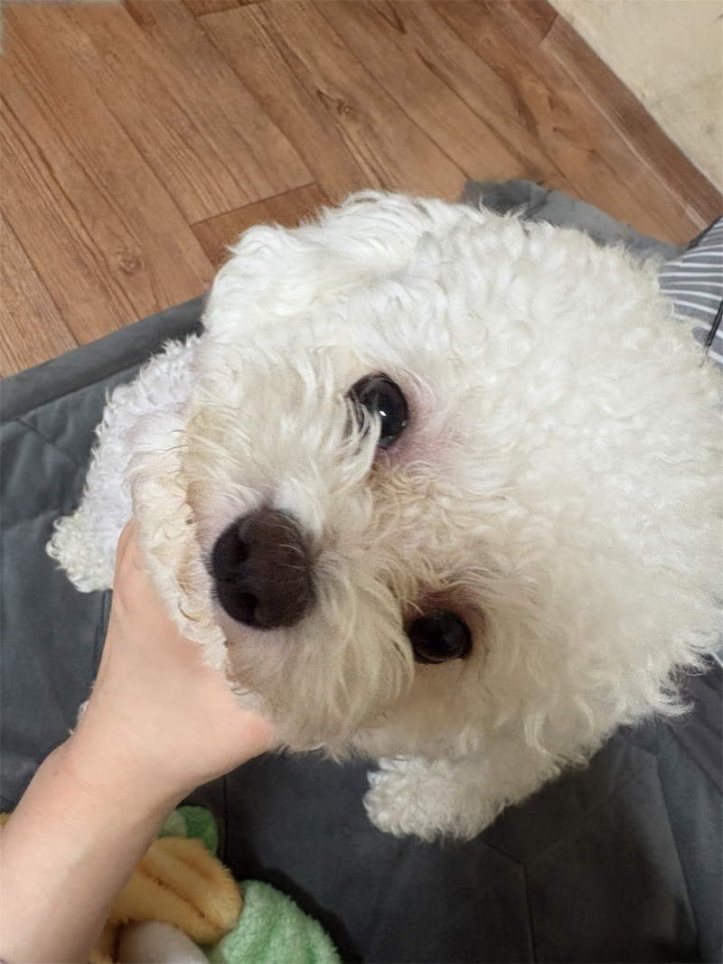 [잡담] 강아지 키우는 익들아 ㅜㅜ 강아지 눈주변 빨개?? | 인스티즈