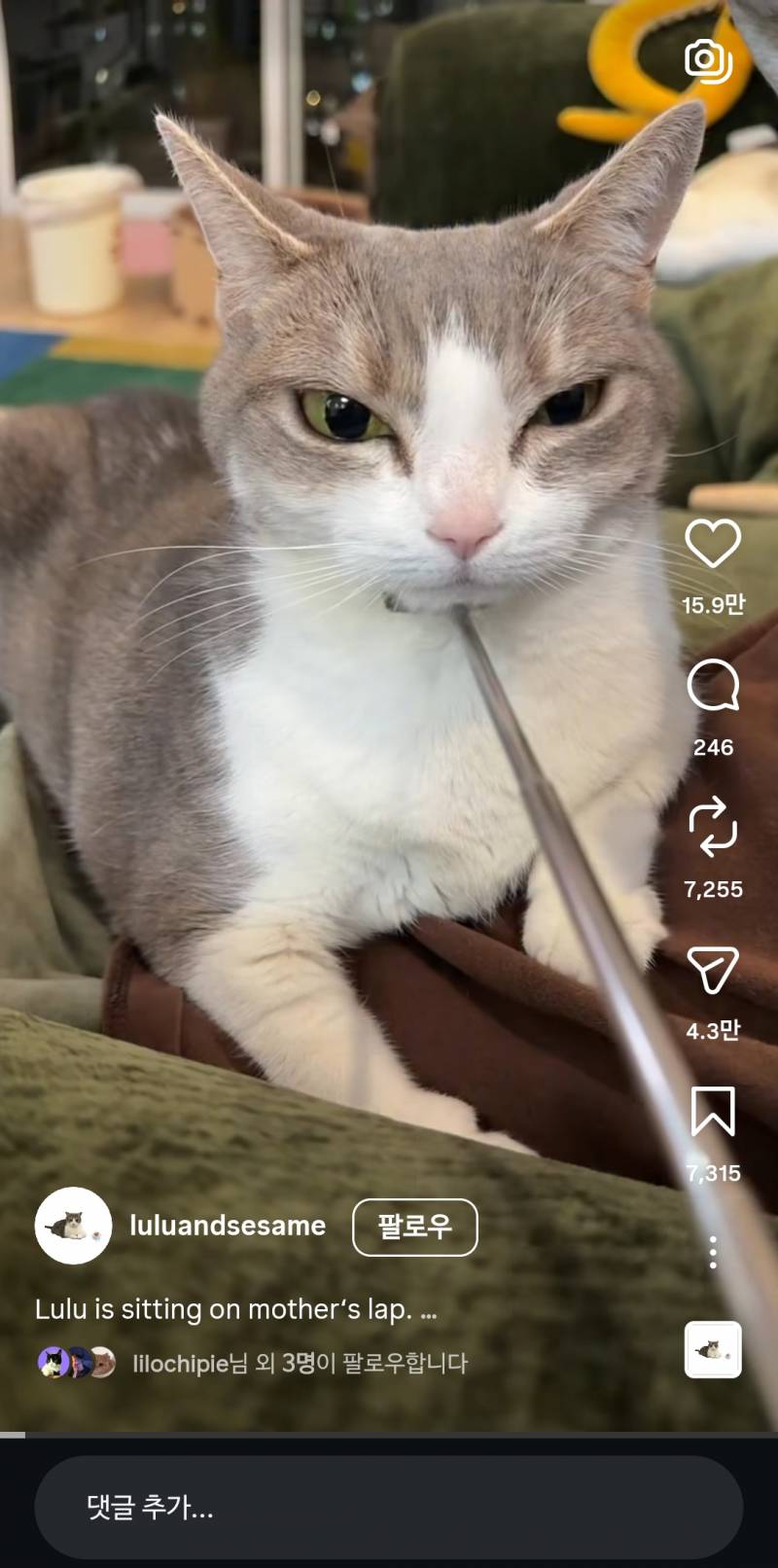 [잡담] 이 고양이는 고양이중에서도 얼짱이다ㄹㅇ | 인스티즈