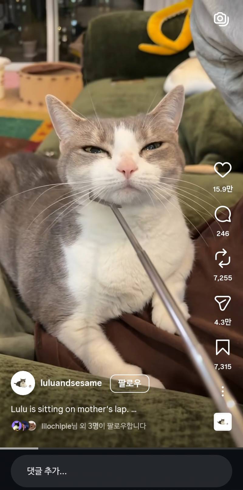 [잡담] 이 고양이는 고양이중에서도 얼짱이다ㄹㅇ | 인스티즈