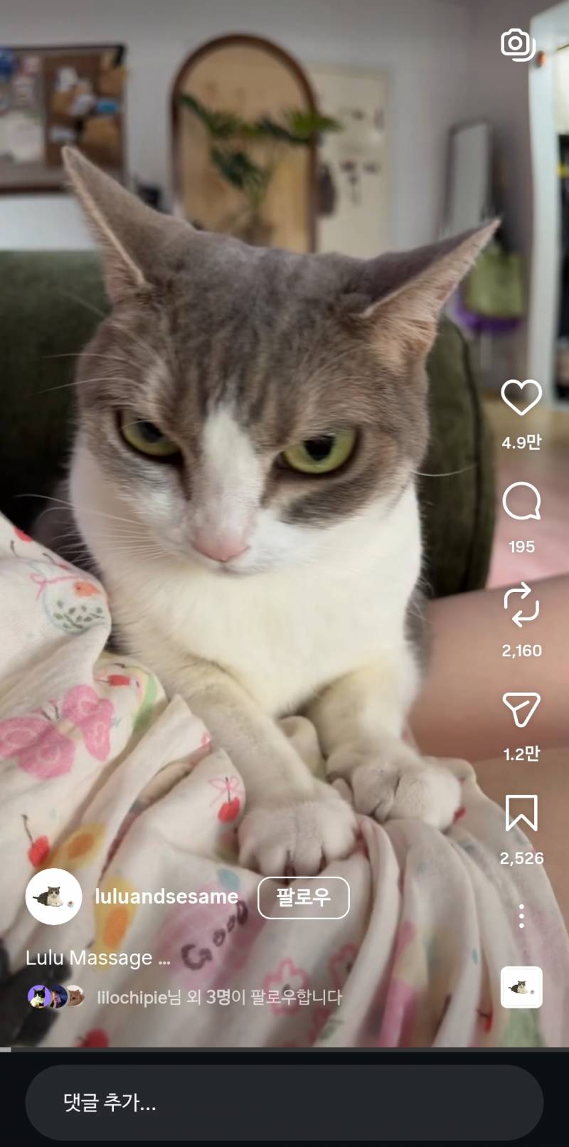 [잡담] 이 고양이는 고양이중에서도 얼짱이다ㄹㅇ | 인스티즈