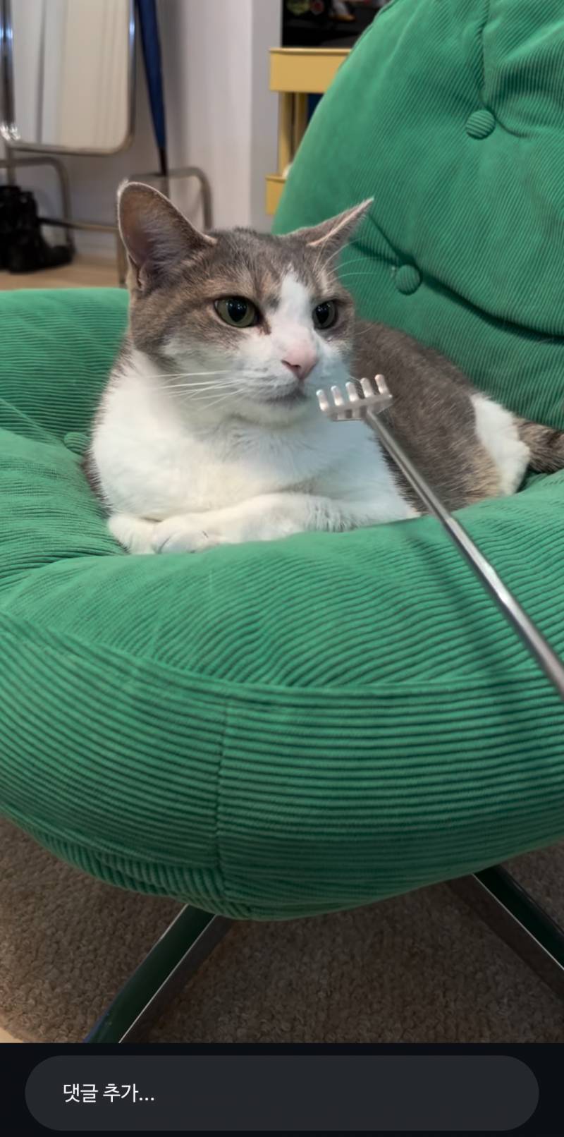 [잡담] 이 고양이는 고양이중에서도 얼짱이다ㄹㅇ | 인스티즈