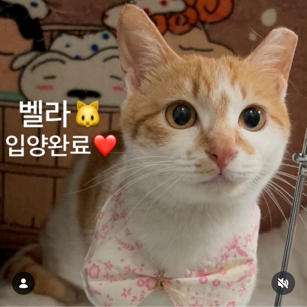 [잡담] 나폴리맛피아 셰프 유기묘 고양이 또 입양하셨네 | 인스티즈