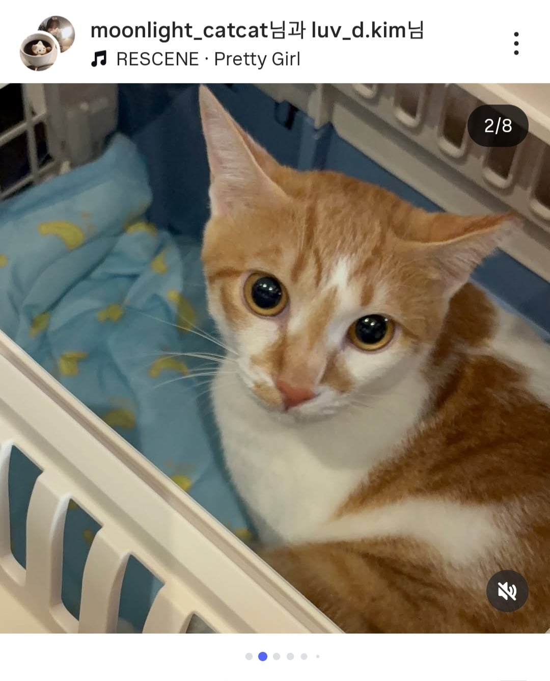 [잡담] 나폴리맛피아 셰프 유기묘 고양이 또 입양하셨네 | 인스티즈