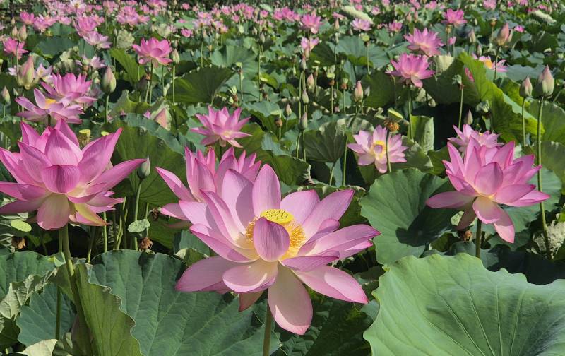 [잡담] 오늘 다녀온 연꽃테마파크🪷 (사진 많음 주의 더럽게 못 찍음 주의 | 인스티즈
