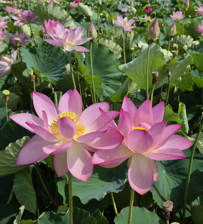 [잡담] 오늘 다녀온 연꽃테마파크🪷 (사진 많음 주의 더럽게 못 찍음 주의 | 인스티즈