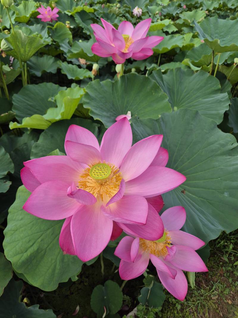 [잡담] 오늘 다녀온 연꽃테마파크🪷 (사진 많음 주의 더럽게 못 찍음 주의 | 인스티즈