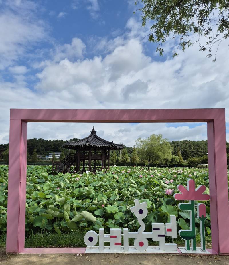[잡담] 오늘 다녀온 연꽃테마파크🪷 (사진 많음 주의 더럽게 못 찍음 주의 | 인스티즈