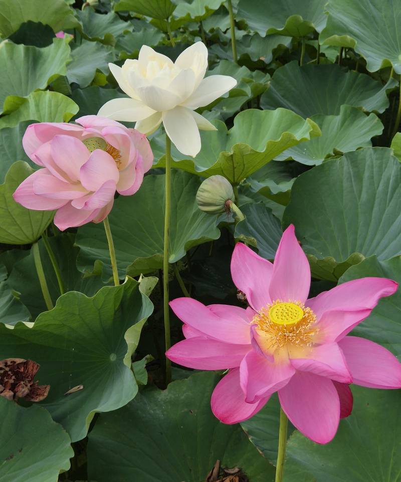 [잡담] 오늘 다녀온 연꽃테마파크🪷 (사진 많음 주의 더럽게 못 찍음 주의 | 인스티즈