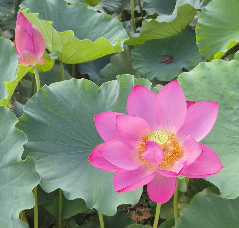 [잡담] 오늘 다녀온 연꽃테마파크🪷 (사진 많음 주의 더럽게 못 찍음 주의 | 인스티즈