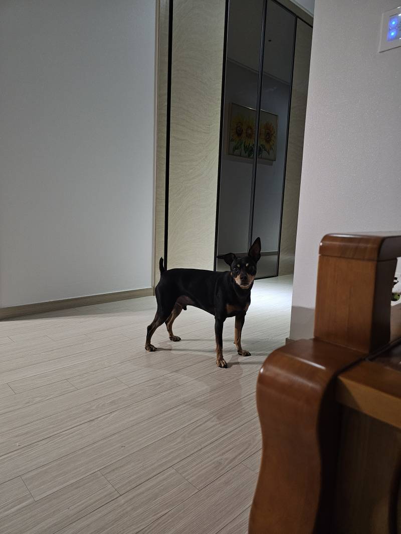 [잡담] 댕댕이 밥 달라는 무언의 압박... | 인스티즈