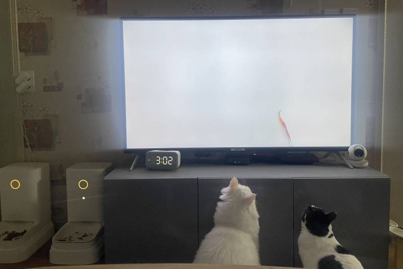 [잡담] 우리집 고양이들 | 인스티즈