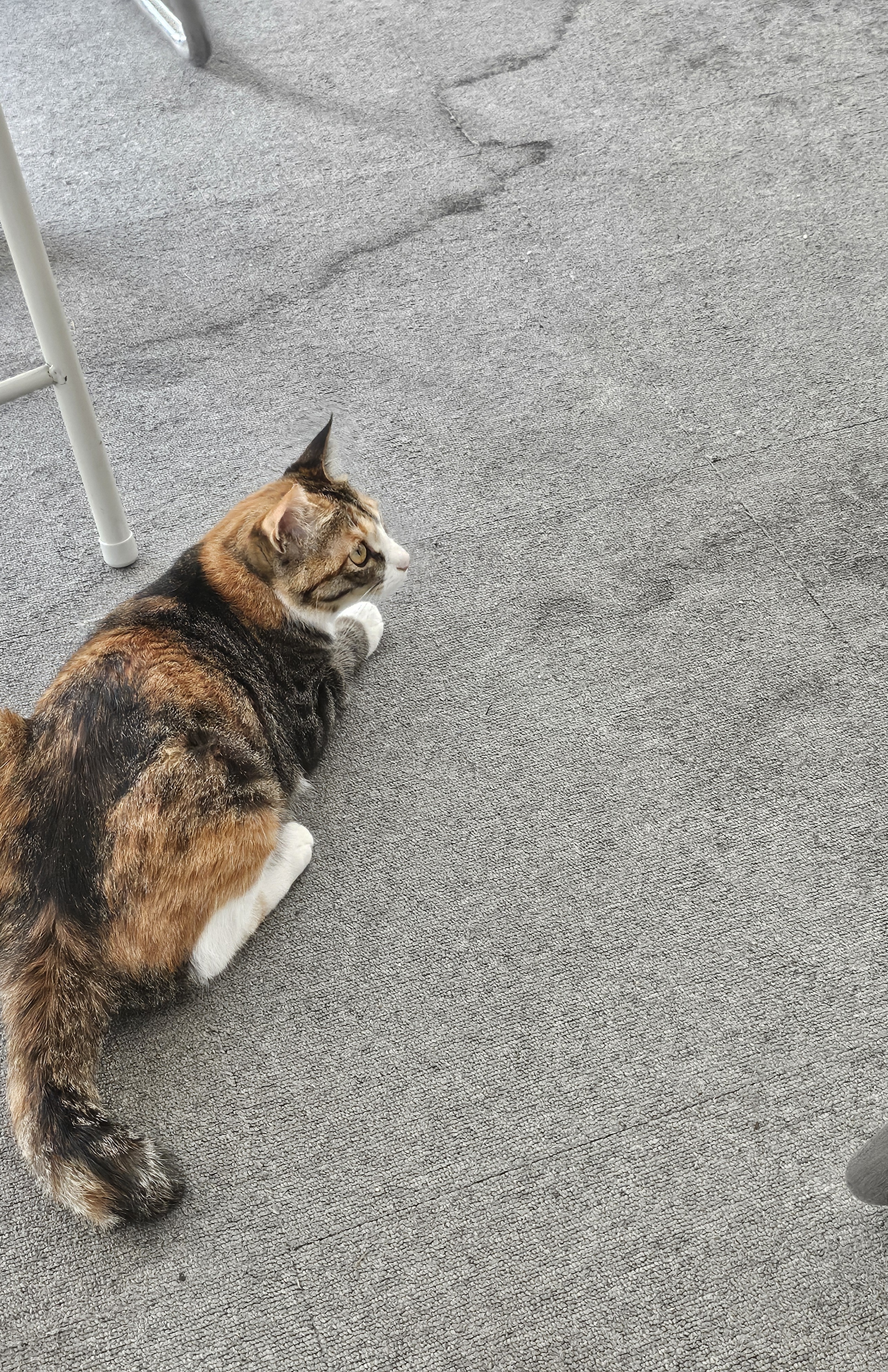 [잡담] 궁금한게 이 고양이 종이 뭐임? | 인스티즈