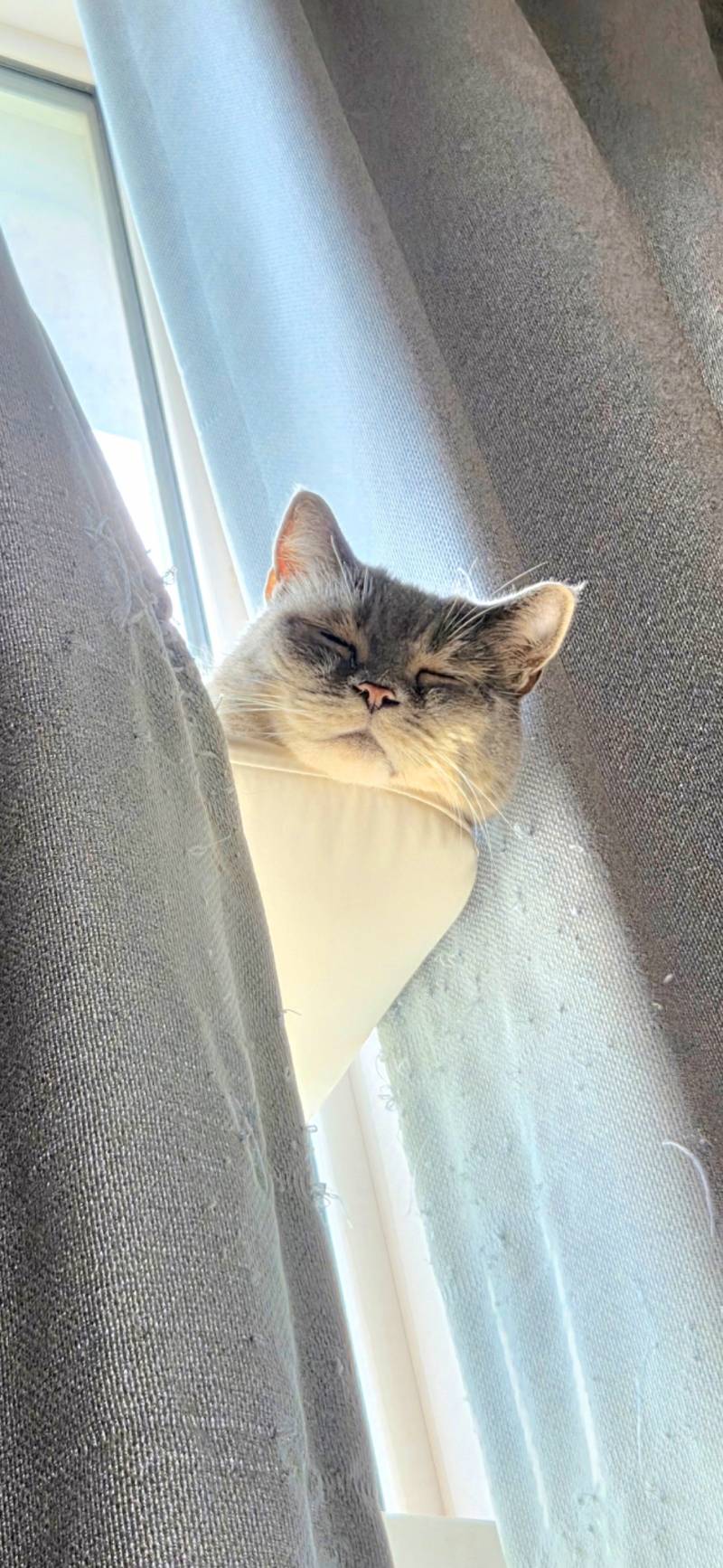 [잡담] 우리집 냥이 자는거봐 귀여워죽겠다ㅠ | 인스티즈