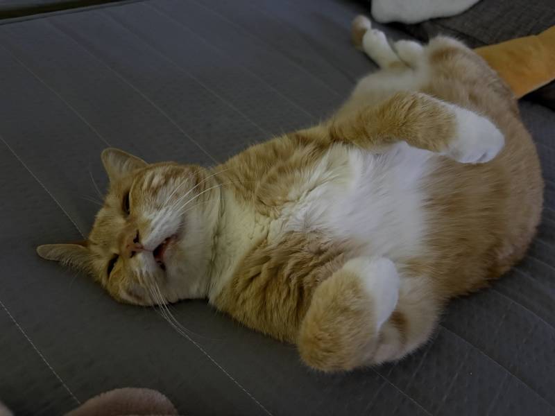 [잡담] 울집냥이 역대귀여운 사진볼사람 | 인스티즈