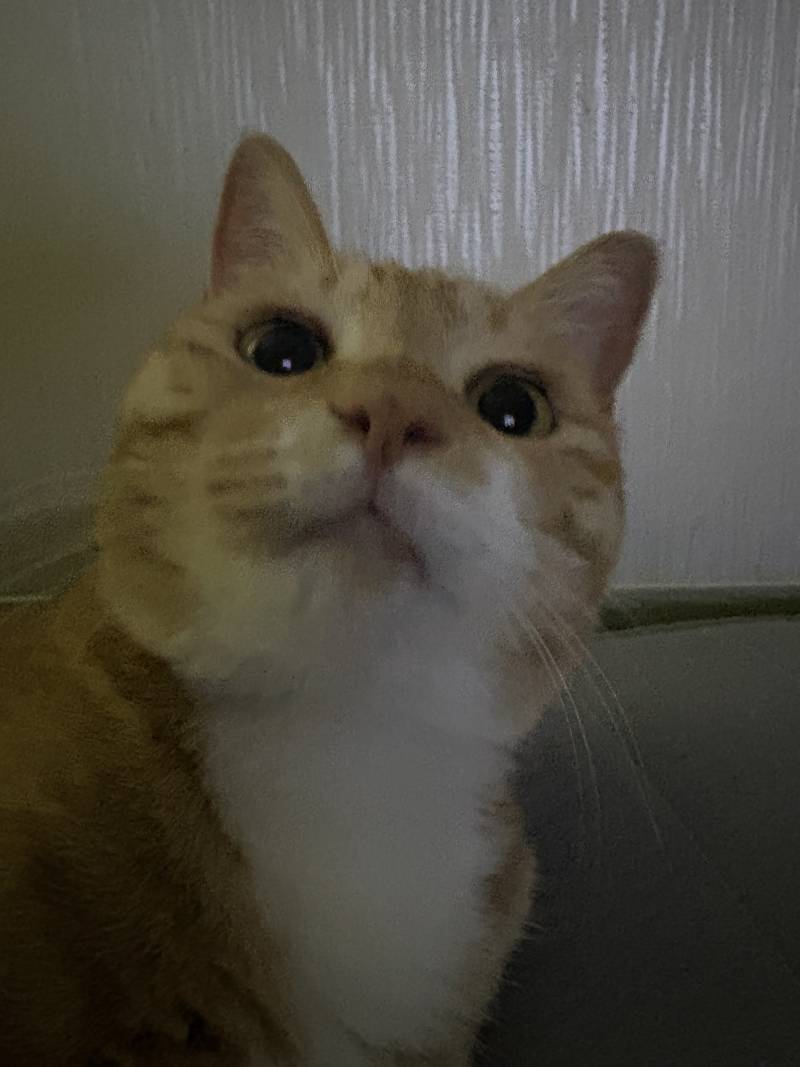[잡담] 울집냥이 역대귀여운 사진볼사람 | 인스티즈