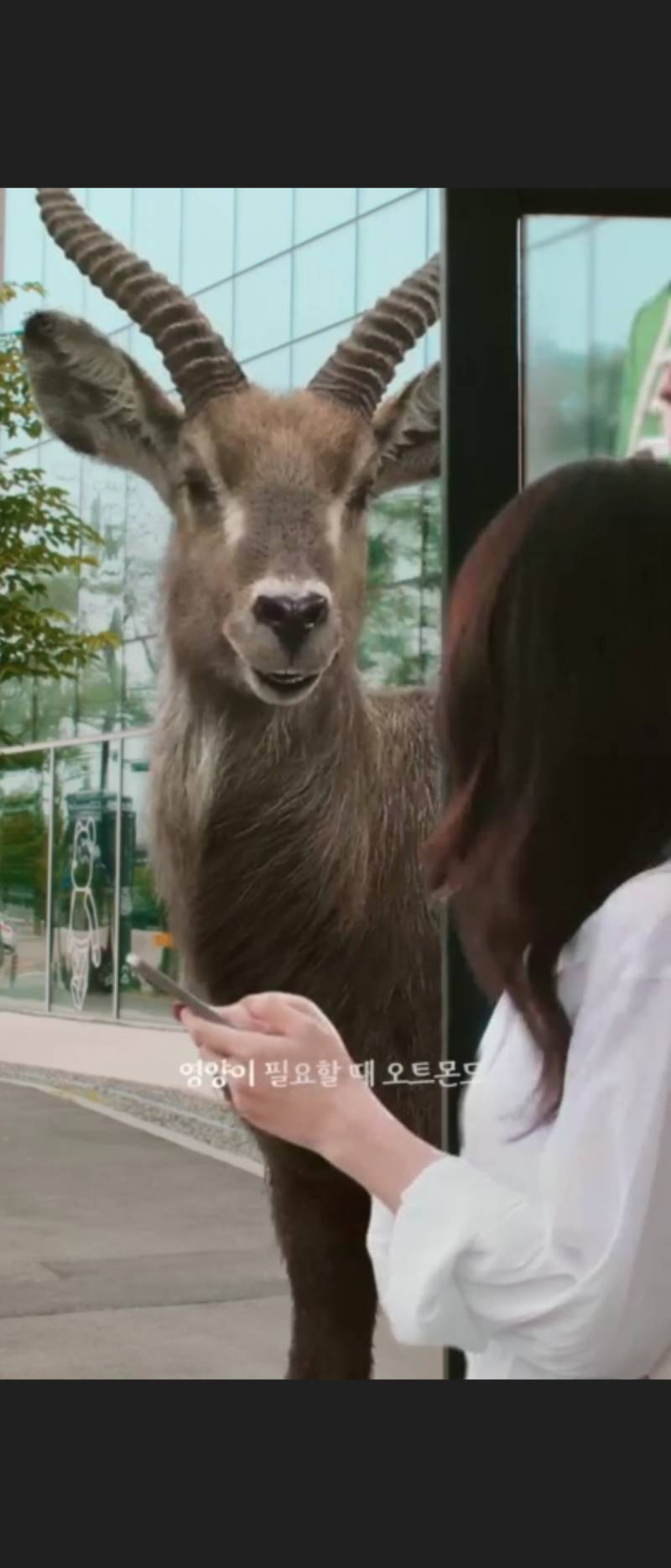 [잡담] 나만 이 광고 보고 사슴한테 시선 뺏겼나 | 인스티즈