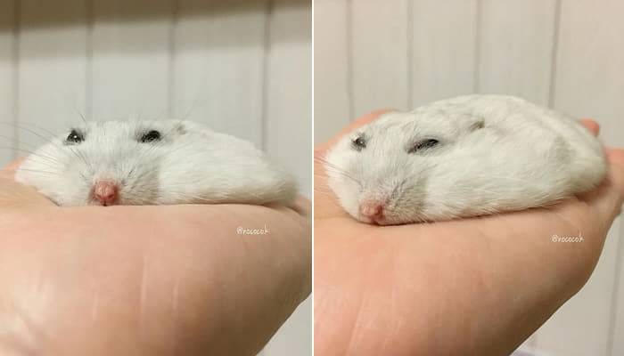 [잡담] 납작햄스터랑 물렁햄스터 중에 누가 더 귀여움 | 인스티즈