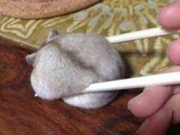 [잡담] 납작햄스터랑 물렁햄스터 중에 누가 더 귀여움 | 인스티즈