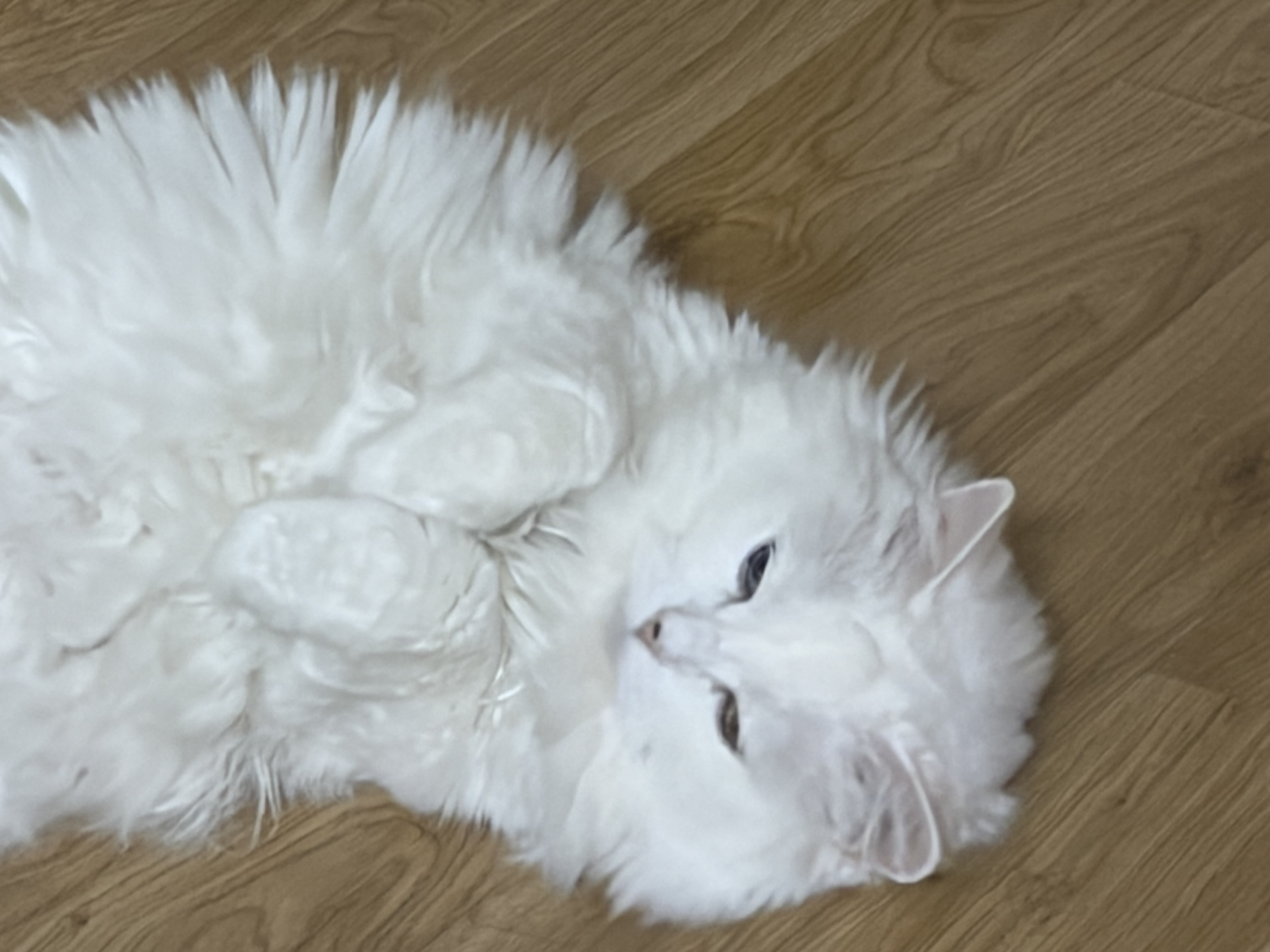 [잡담] 우리집에 고양이 두마리있어ㅓㅓㅓㅓㅓㅓ | 인스티즈