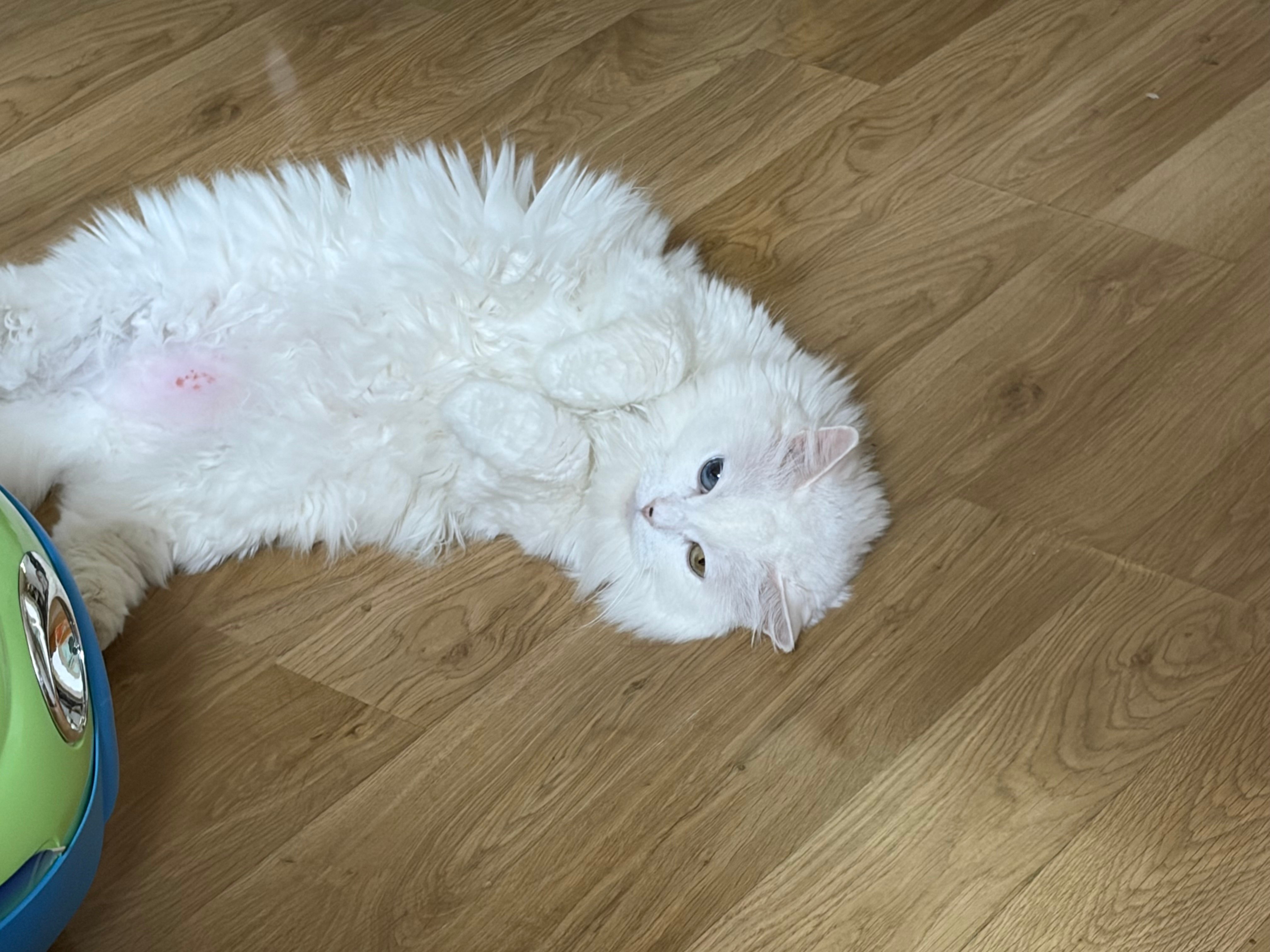 [잡담] 우리집에 고양이 두마리있어ㅓㅓㅓㅓㅓㅓ | 인스티즈
