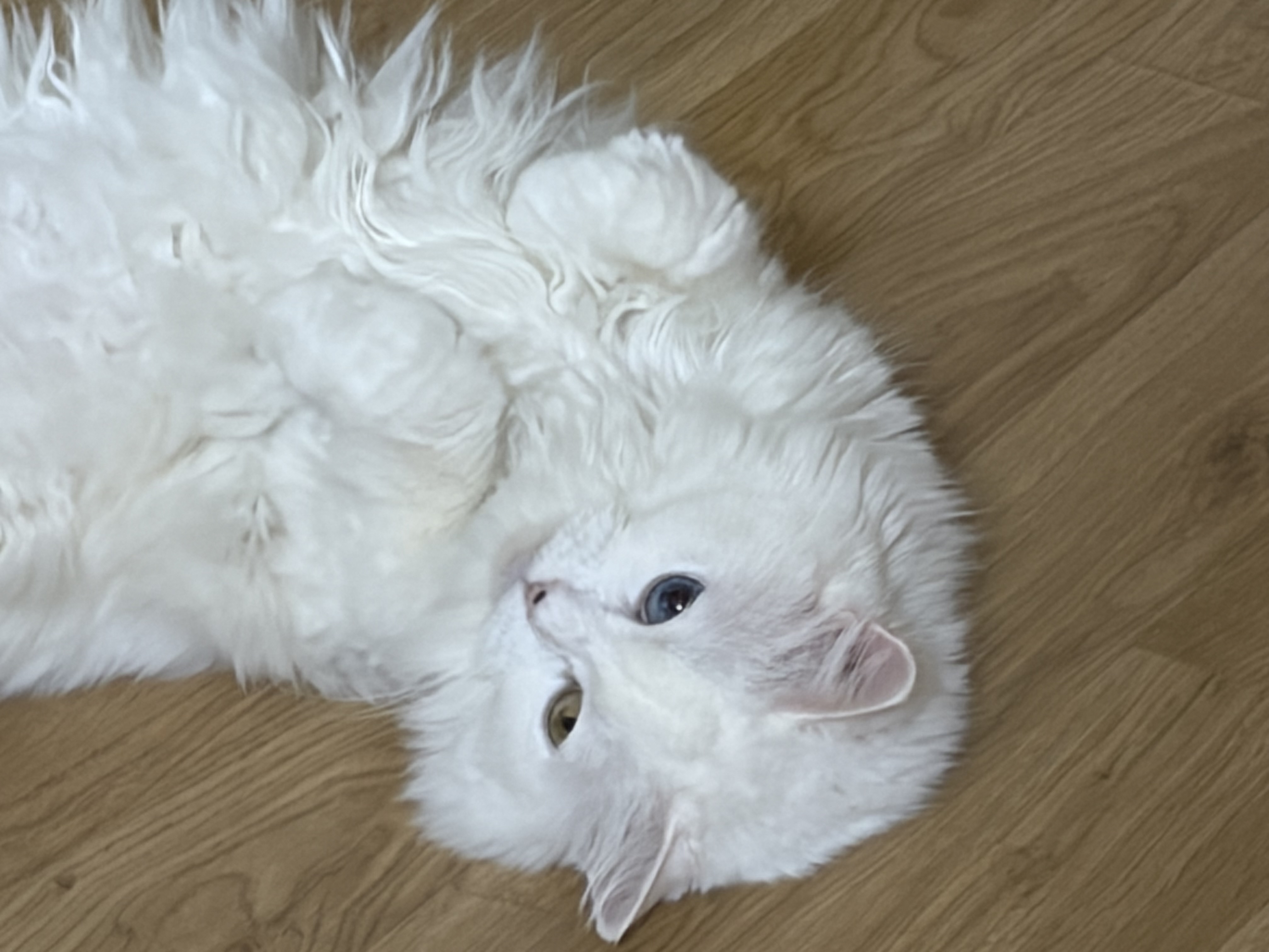 [잡담] 우리집에 고양이 두마리있어ㅓㅓㅓㅓㅓㅓ | 인스티즈
