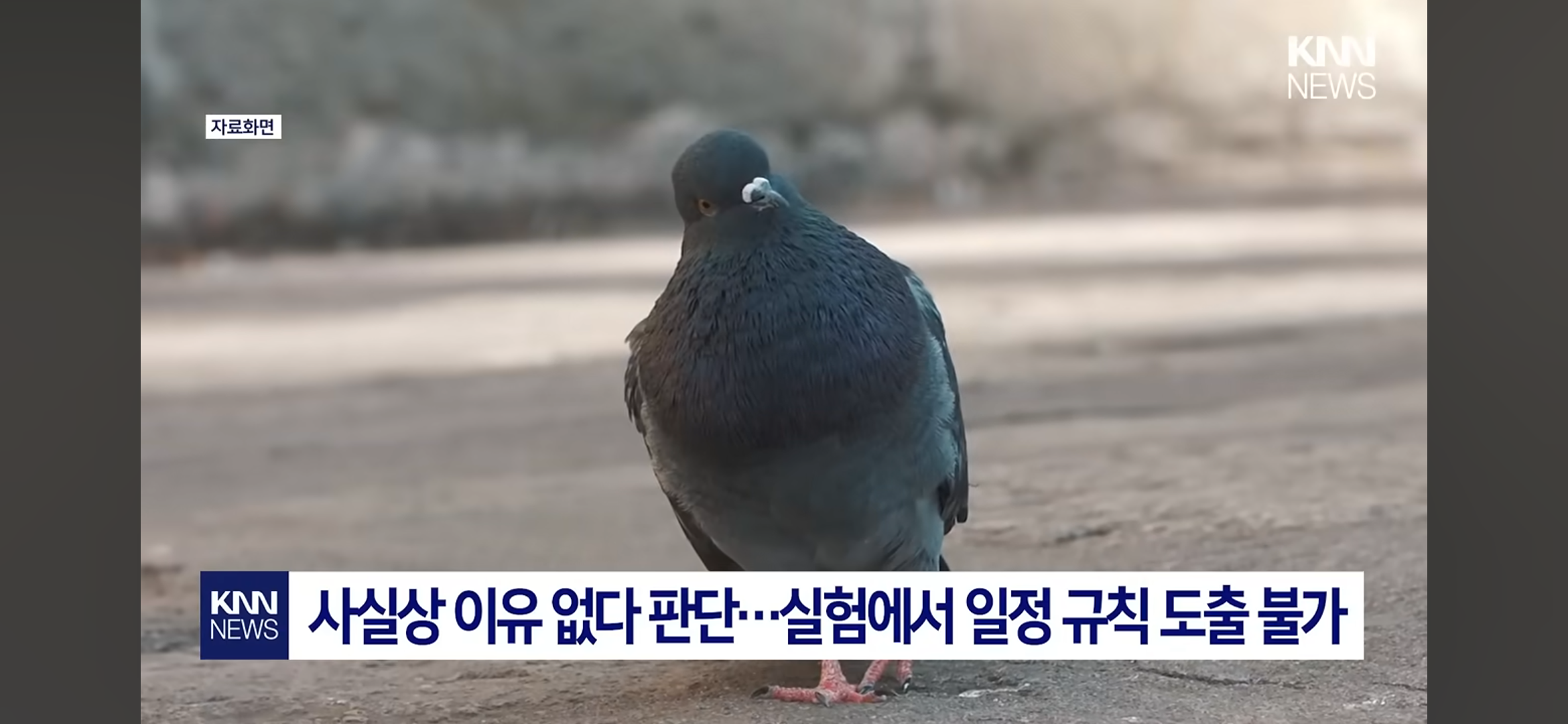 [잡담] 비둘기 보면 귀엽지 않아? | 인스티즈