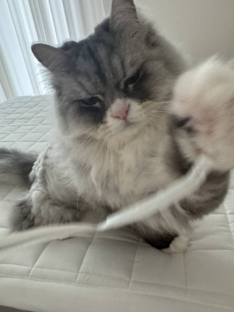 [잡담] 우리집 고양이 귀엽지 | 인스티즈