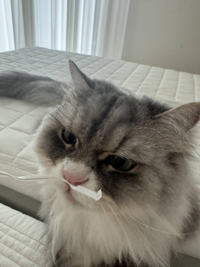 [잡담] 우리집 고양이 귀엽지 | 인스티즈