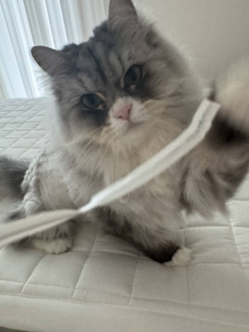 [잡담] 우리집 고양이 귀엽지 | 인스티즈