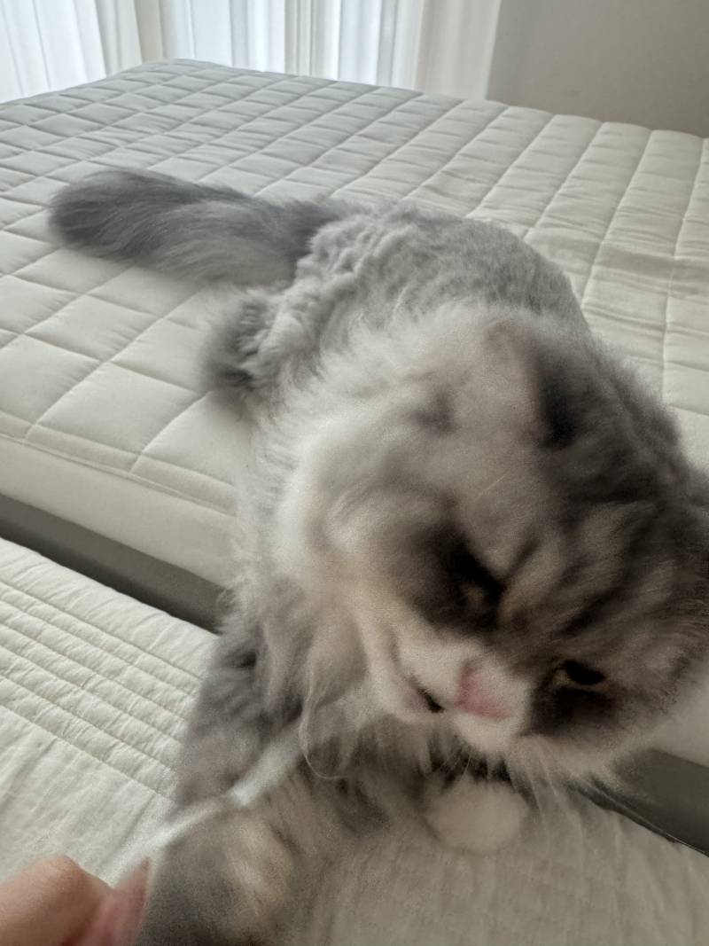 [잡담] 우리집 고양이 귀엽지 | 인스티즈