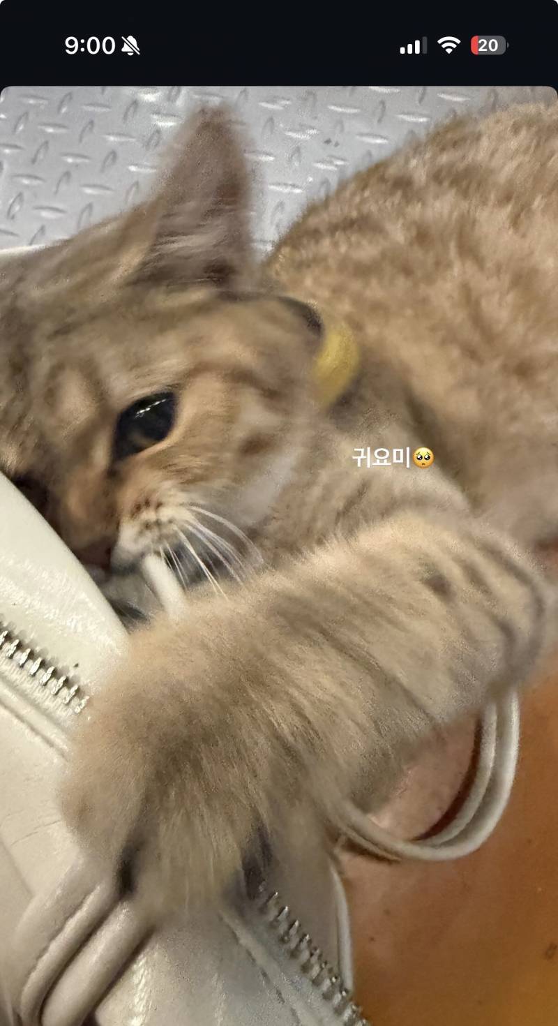 [잡담] 얘네 고양이 종 뭐인거같아?? | 인스티즈
