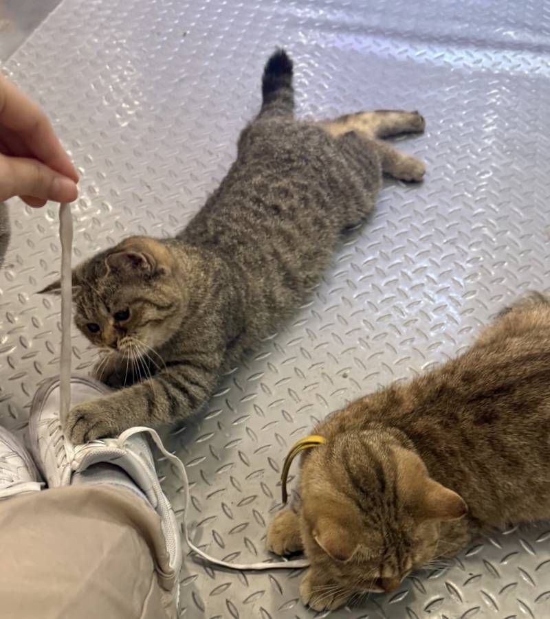 [잡담] 얘네 고양이 종 뭐인거같아?? | 인스티즈