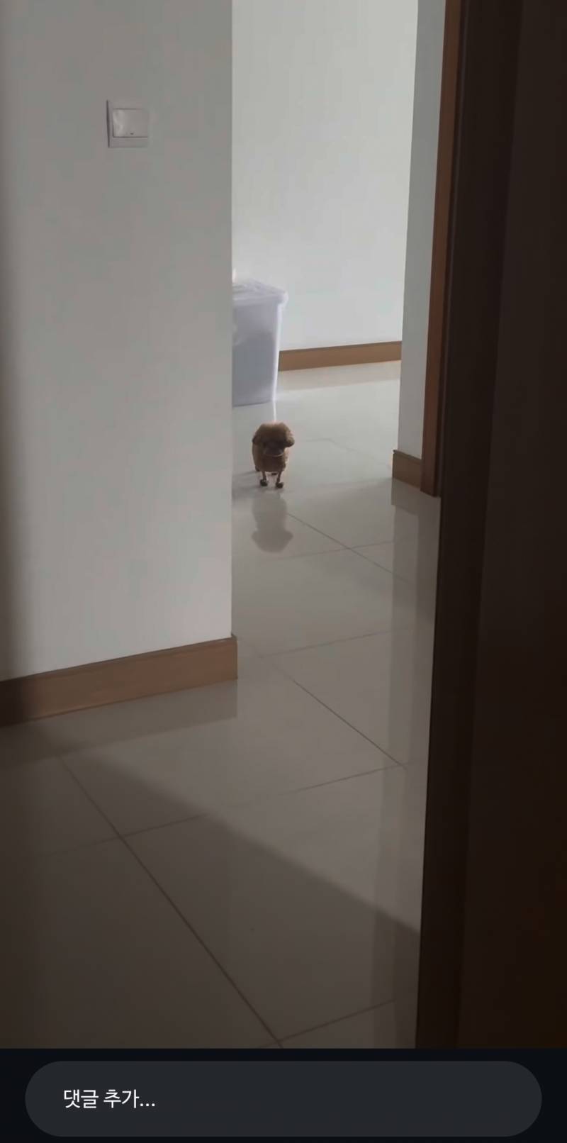 [잡담] 강아지 다리 ㄹㅇ 털빨이구나ㅋㅋㅋ | 인스티즈